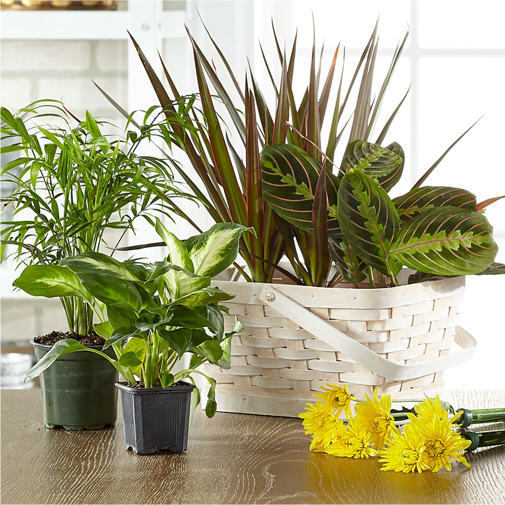 Florist Designed Blooming and Green Plants in a Basket – MAY'S FLORAL, Nevada MO