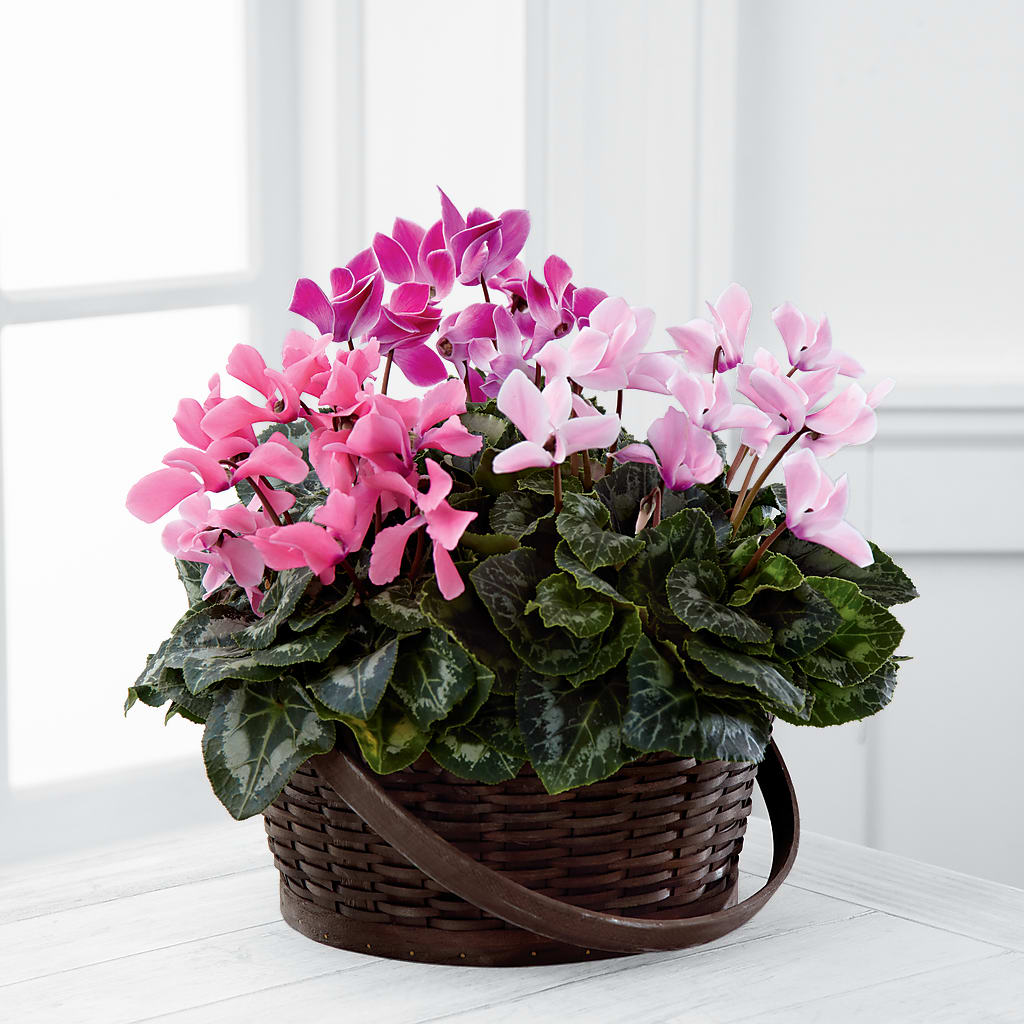 Mixed Cyclamen Planter – MAY'S FLORAL, Nevada MO