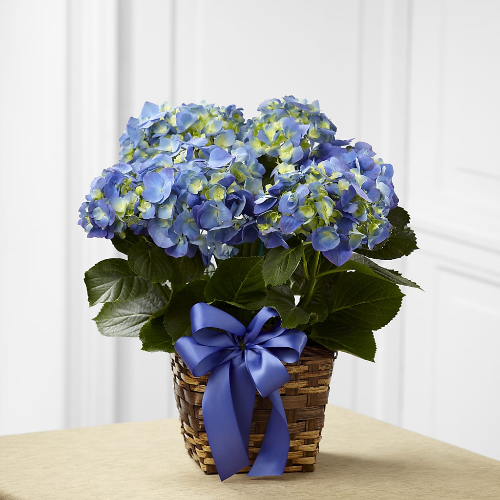 Blue Hydrangea Planter – MAY'S FLORAL, Nevada MO