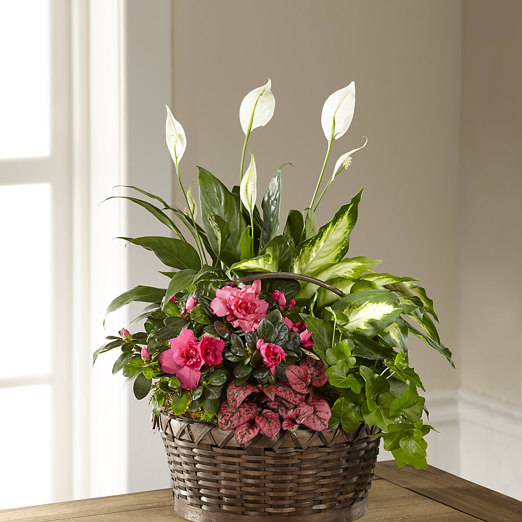 Dream in Pink Dishgarden – MAY'S FLORAL, Nevada MO