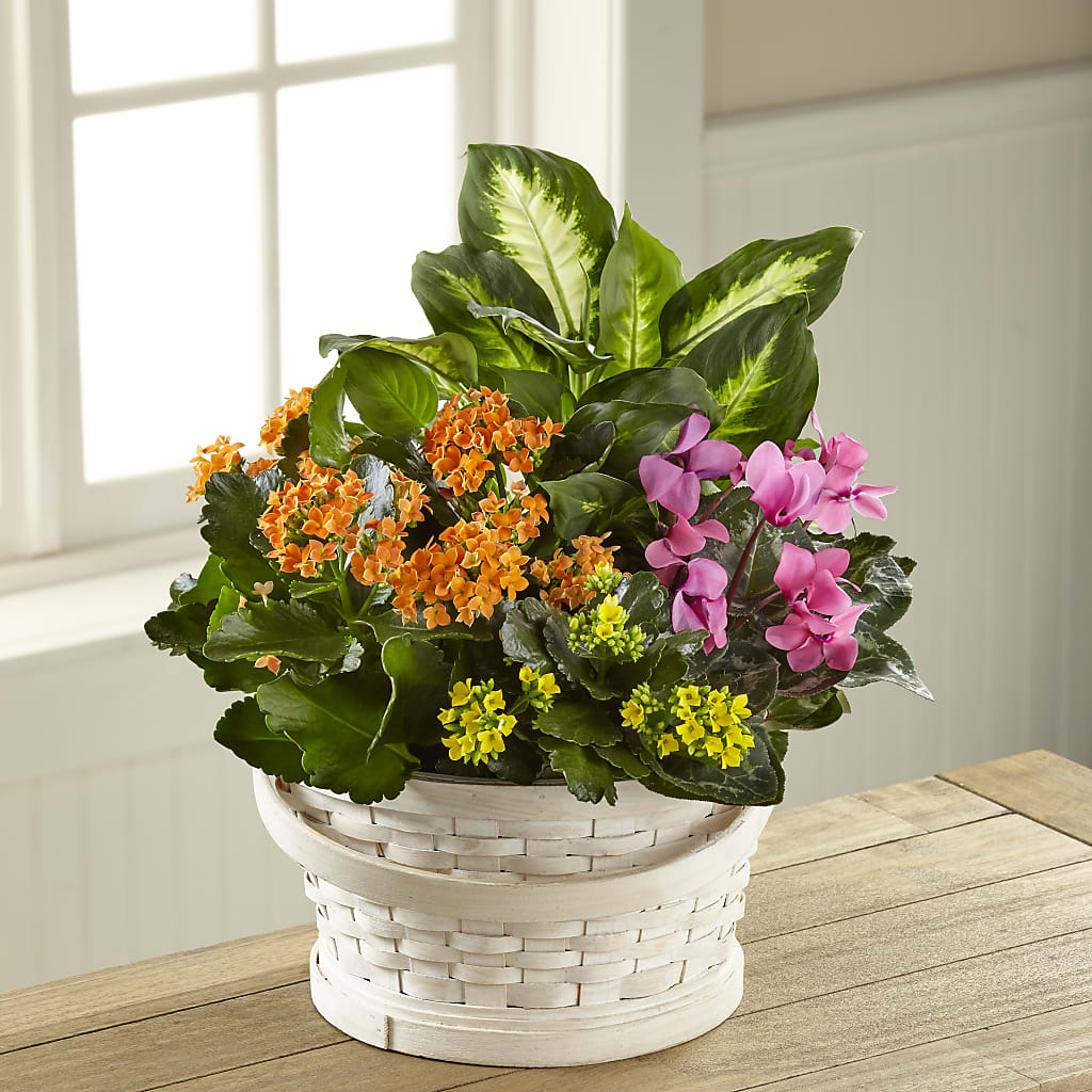 Color Crush Dishgarden – MAY'S FLORAL, Nevada MO