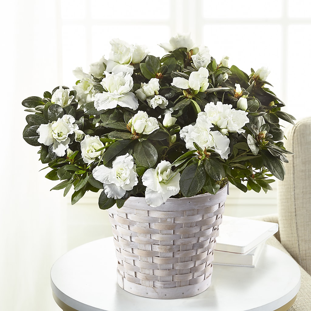 White Azalea Plant – MAY'S FLORAL, Nevada MO