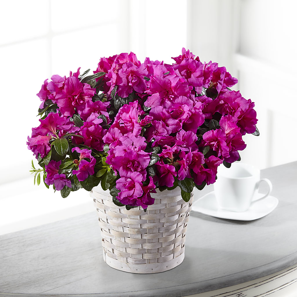 Hope & Serenity Azalea Plant – MAY'S FLORAL, Nevada MO