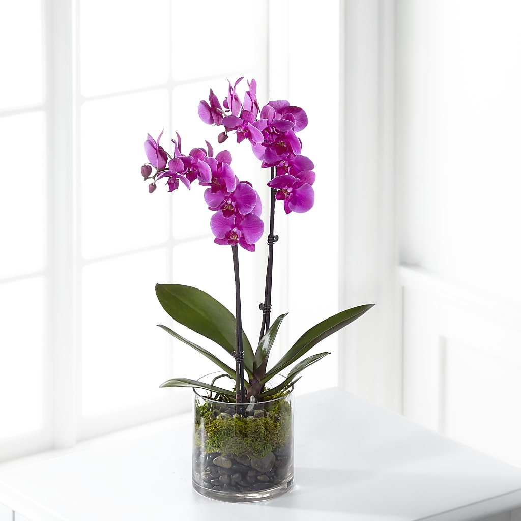 Pink Orchid Plant – MAY'S FLORAL, Nevada MO