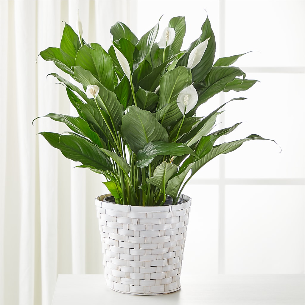 A New Leaf Peace Lily – MAY'S FLORAL, Nevada MO