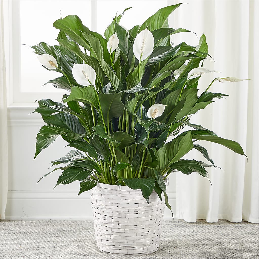 A New Leaf Peace Lily – MAY'S FLORAL, Nevada MO