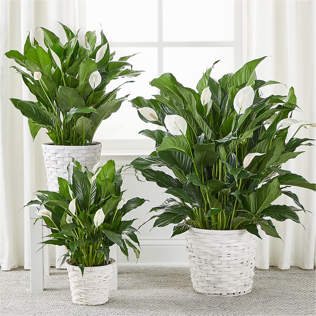 A New Leaf Peace Lily – MAY'S FLORAL, Nevada MO