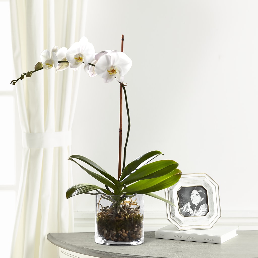 White Orchid Planter – MAY'S FLORAL, Nevada MO