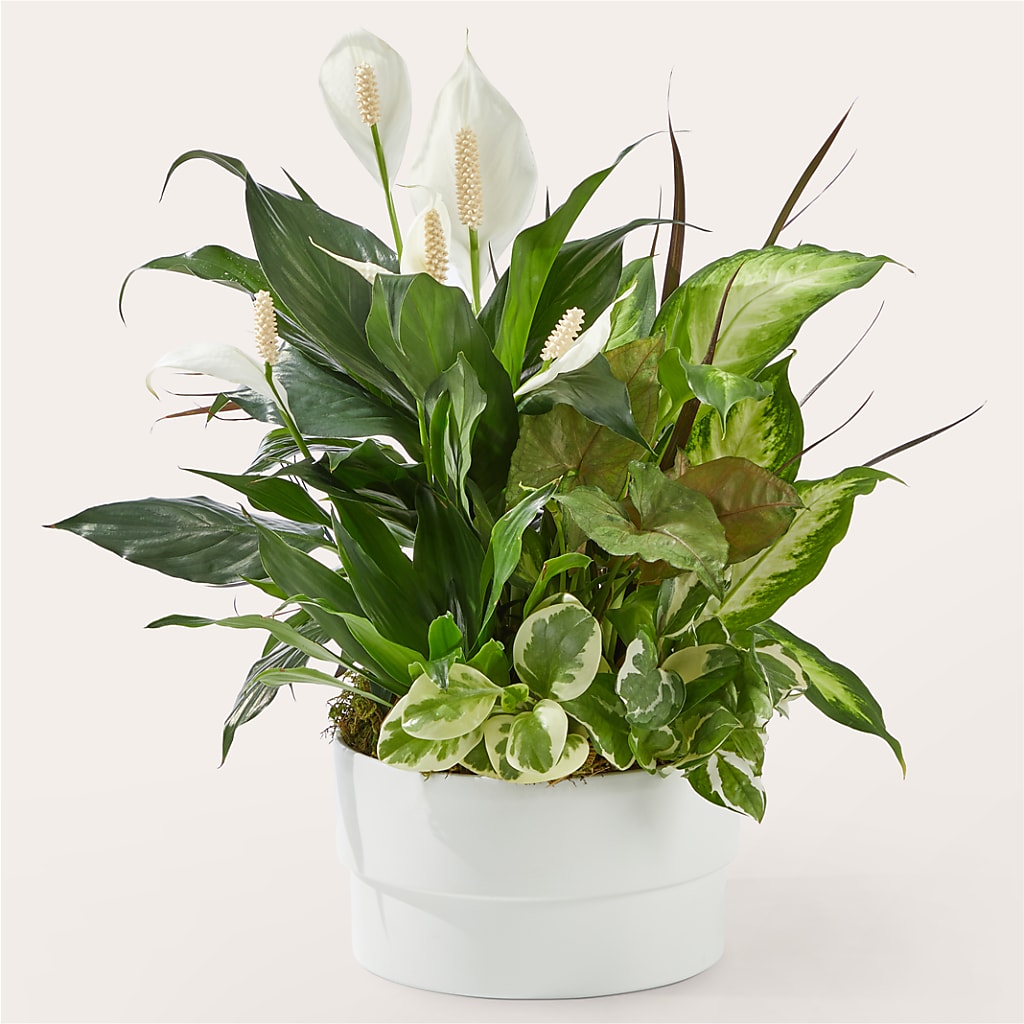 Radiating Positivity Dishgarden – MAY'S FLORAL, Nevada MO