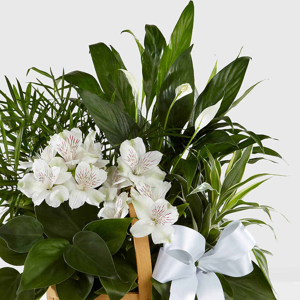 Peace & Serenity Dishgarden – MAY'S FLORAL, Nevada MO