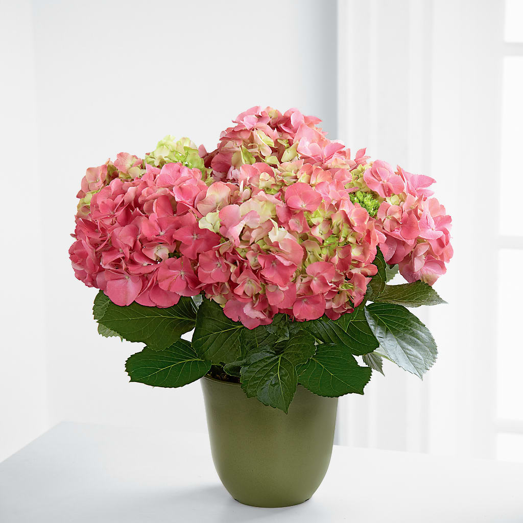 Sympathy Plants