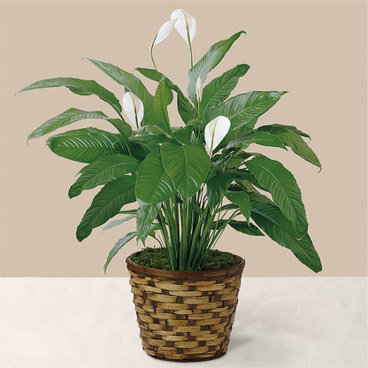 Tranquil Moments Peace Lily Plant – MAY'S FLORAL, Nevada MO