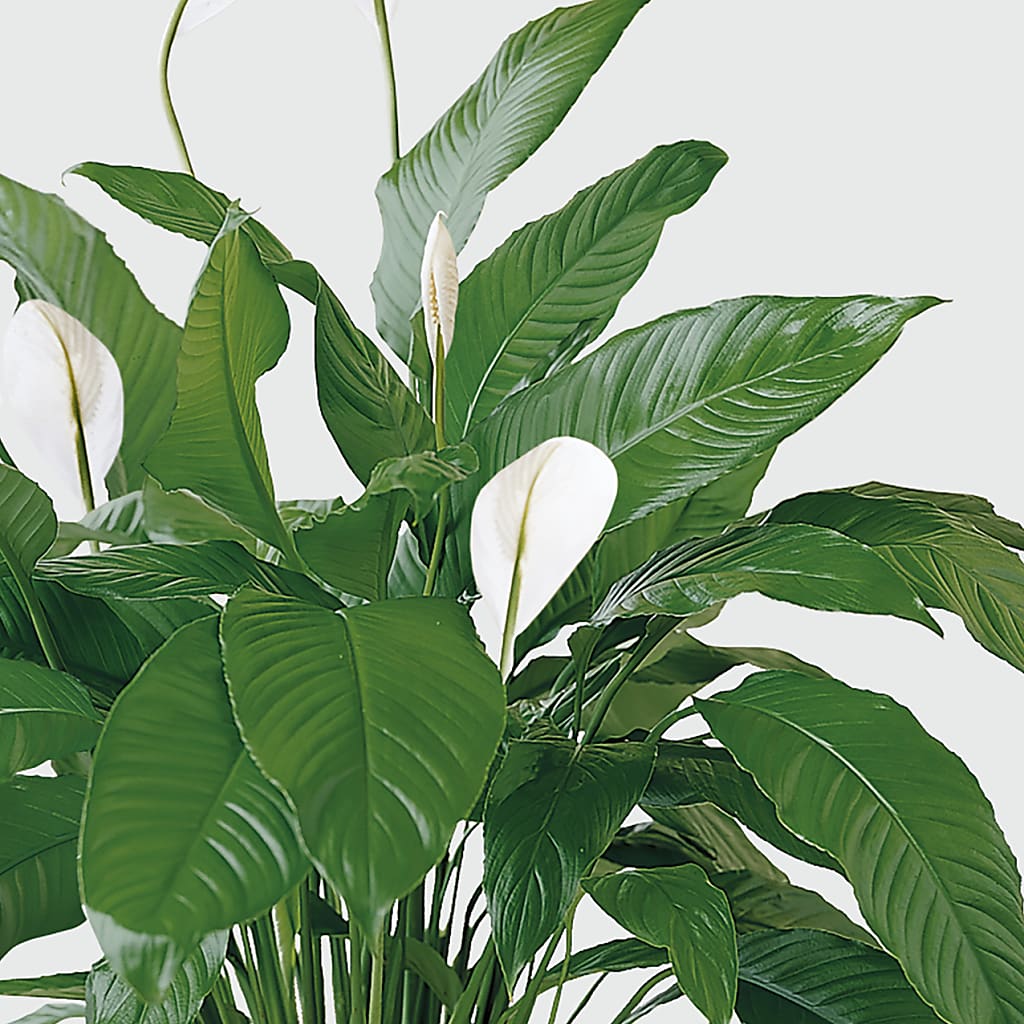 Tranquil Moments Peace Lily Plant – MAY'S FLORAL, Nevada MO