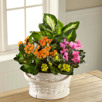 Color Crush Dishgarden – MAY'S FLORAL, Nevada MO