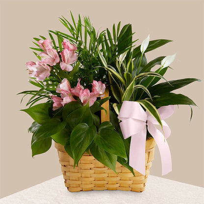 Living Spirit Dishgarden – MAY'S FLORAL, Nevada MO