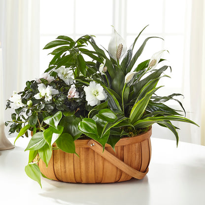 Serene Dishgarden – MAY'S FLORAL, Nevada MO