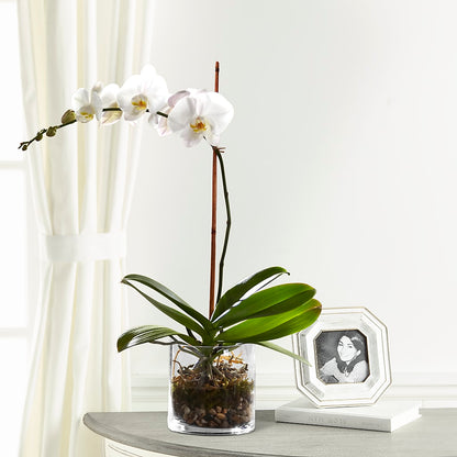 White Orchid Planter – MAY'S FLORAL, Nevada MO